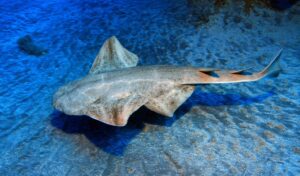 Lanzarote Atlantic Ocean Angel Sharks