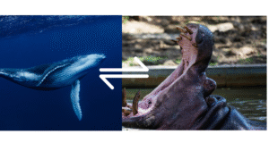 Aquatic Mammal Related to Hippo
