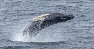  Sea Creatures in Atlantic Ocean