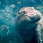 Atlantic ocean creatures