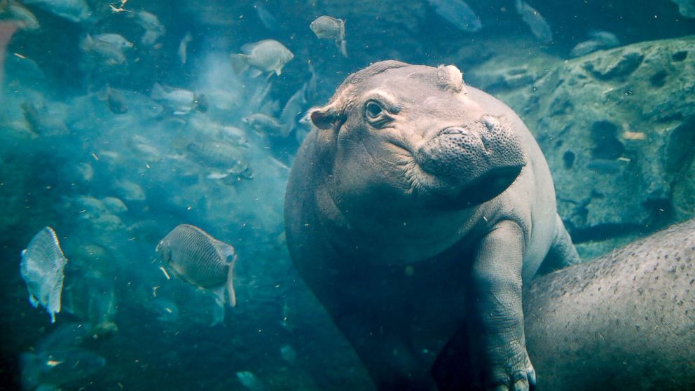 Atlantic ocean creatures
