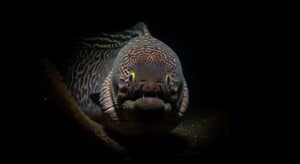 the freshwater tiger moray eel