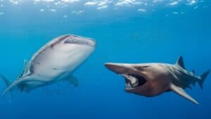 Whale Shark vs Basking Shark: A Gentle Giant Showdown