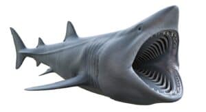 basking sharks do have teeth | atlanticle.com