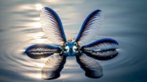  Best Ocean Creatures: A World of Wonder | The Glaucus Atlantics