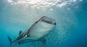 whale shark facts about his feeding