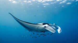 Best Ocean Creatures: A World of Wonder |The Giant Manta Ray