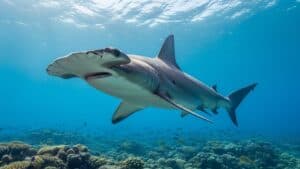 hammerhead shark| Shark |Top 10 Dangerous Sharks in the World: Facts, Risks, and Reality