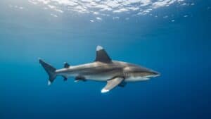 Oceanic Whitetip Shark |Top 10 Dangerous Sharks in the World: Facts, Risks, and Reality