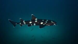 New Shark Species: Decade's Top Discoveries