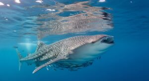 Whale shark filter-feeding near the ocean surface.