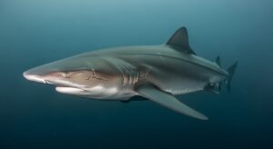 Greenland shark swimming in cold Arctic waters.