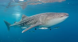 “Whale shark swimming peacefully in tropical ocean waters.”