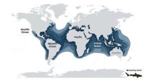 World map showing the global distribution range of basking sharks