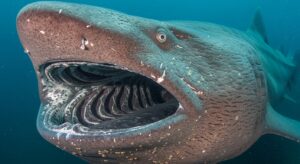 Close-up of basking shark gill slits extending around the head.