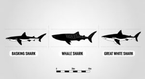 Size comparison diagram of basking shark, whale shark, and great white shark