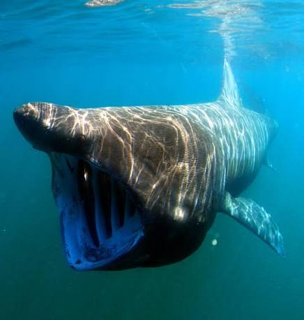 Basking shark size & weight