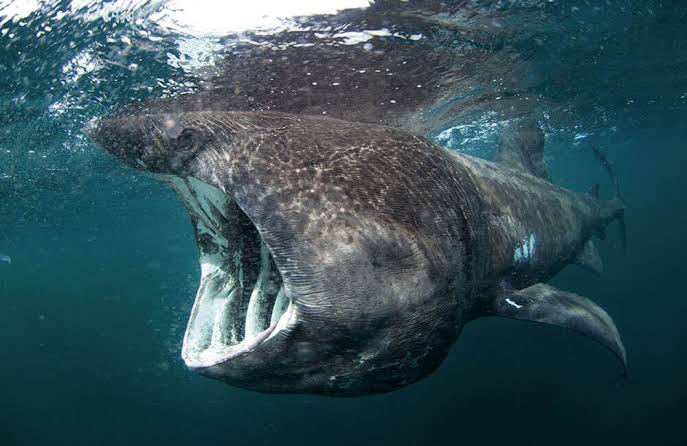 Basking shark dangerous